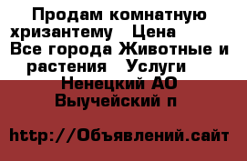 Продам комнатную хризантему › Цена ­ 250 - Все города Животные и растения » Услуги   . Ненецкий АО,Выучейский п.